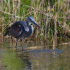 Grey heron (2) ..