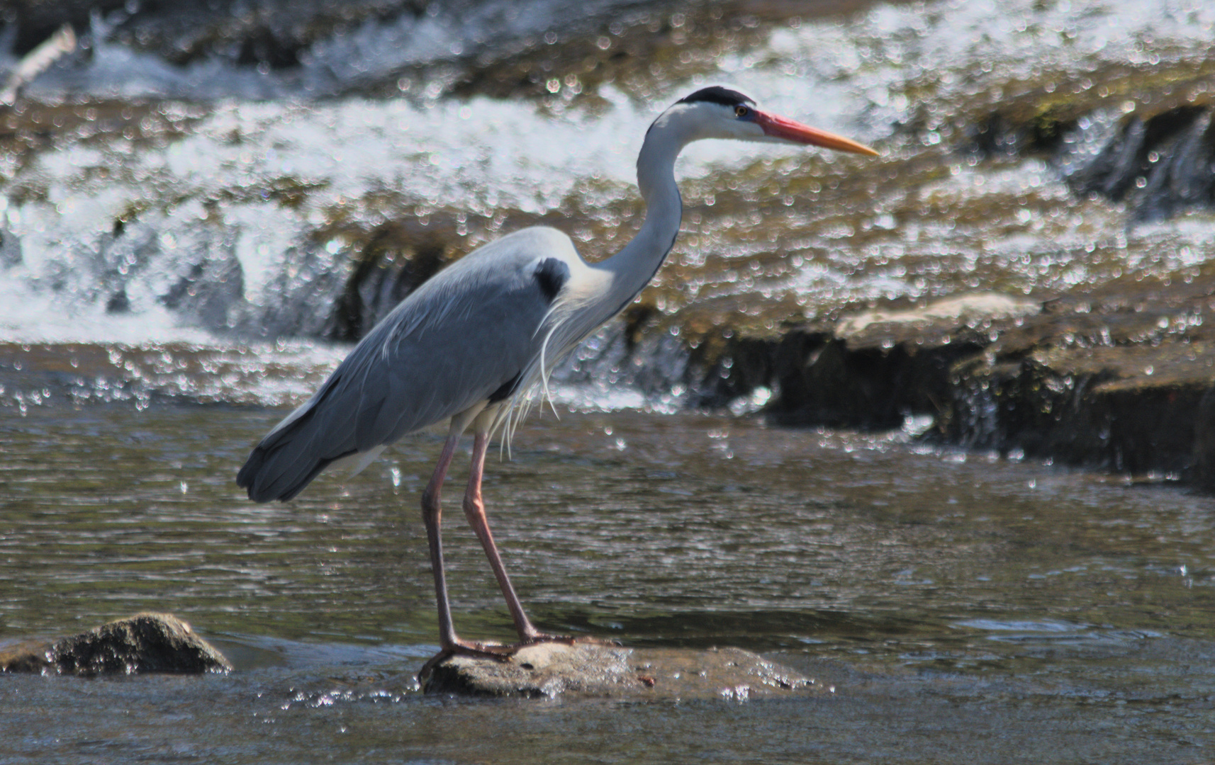 Grey heron