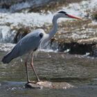 Grey heron