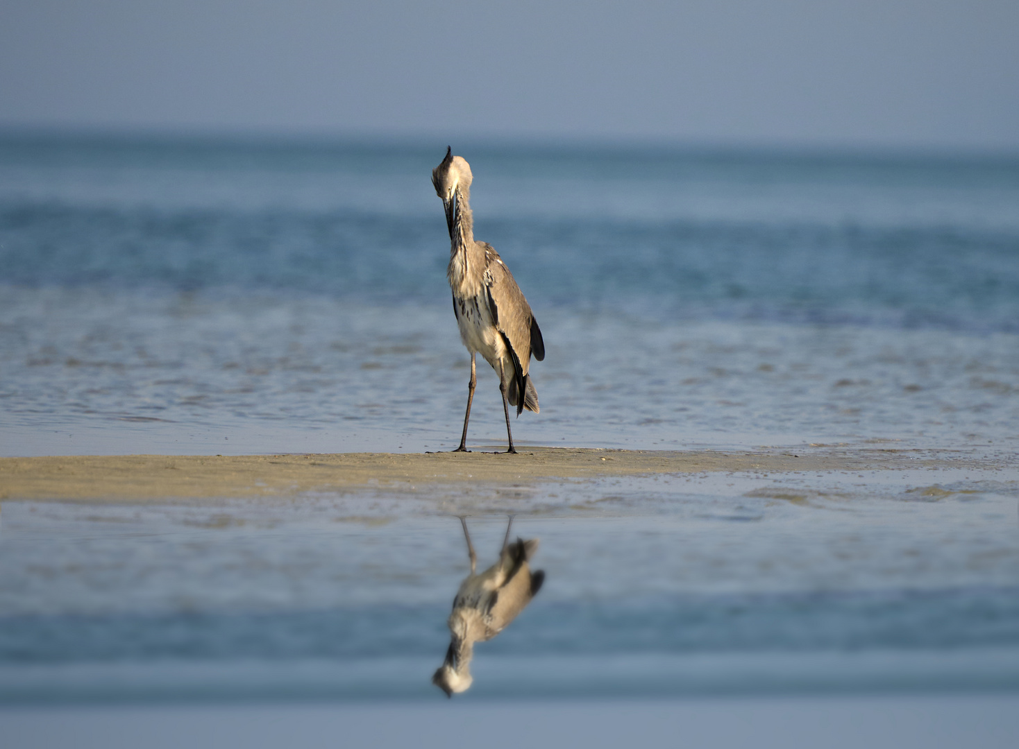 Grey Heron 