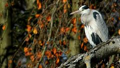 Grey Heron