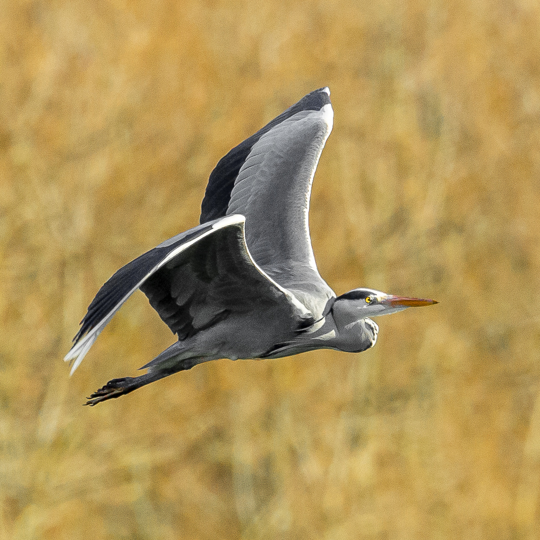 Grey Heron