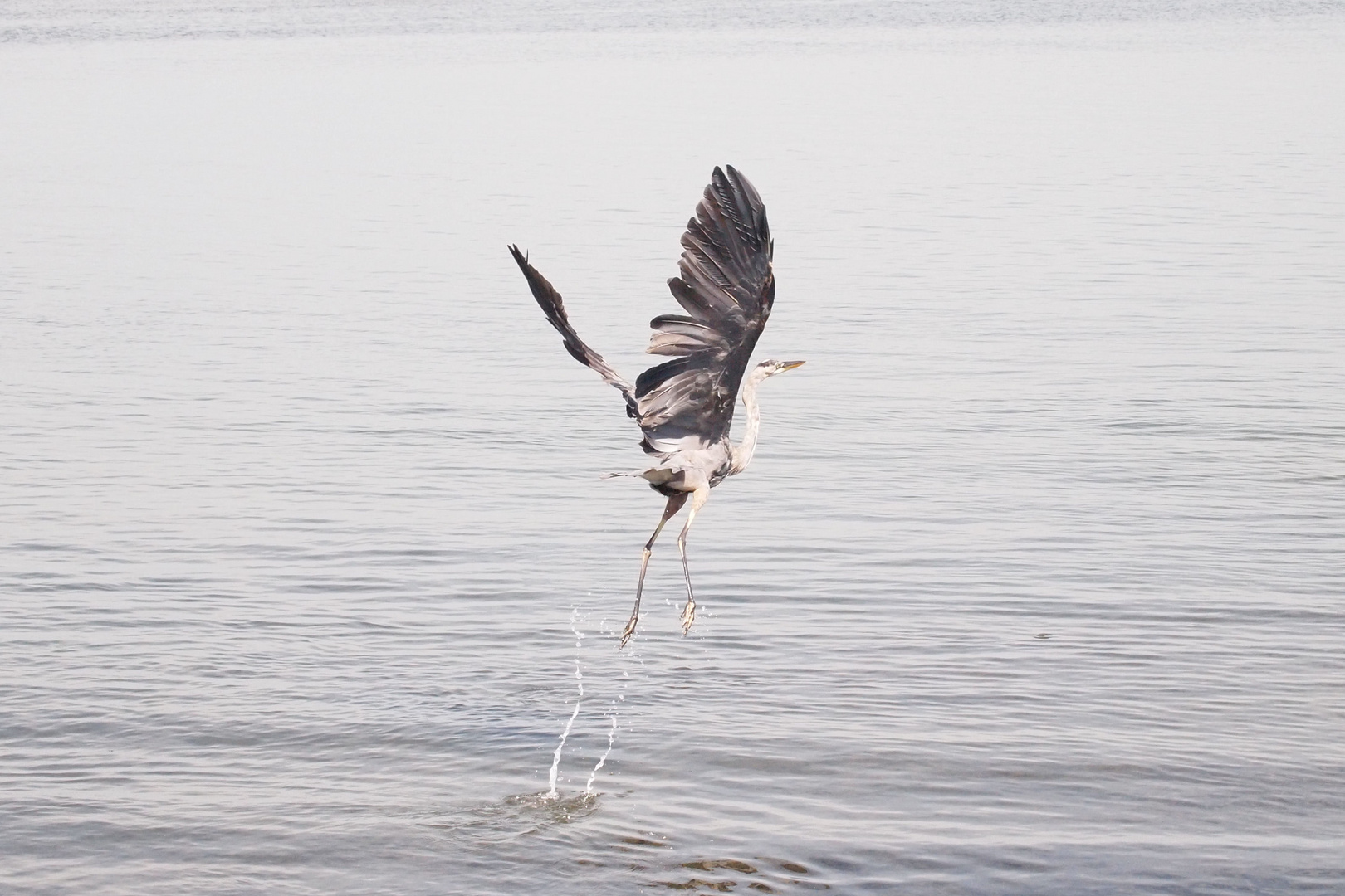 Grey Heron