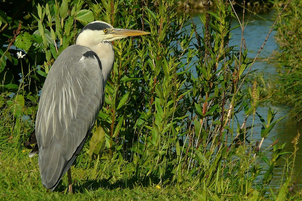 Grey Heron