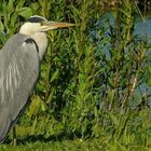 Grey Heron