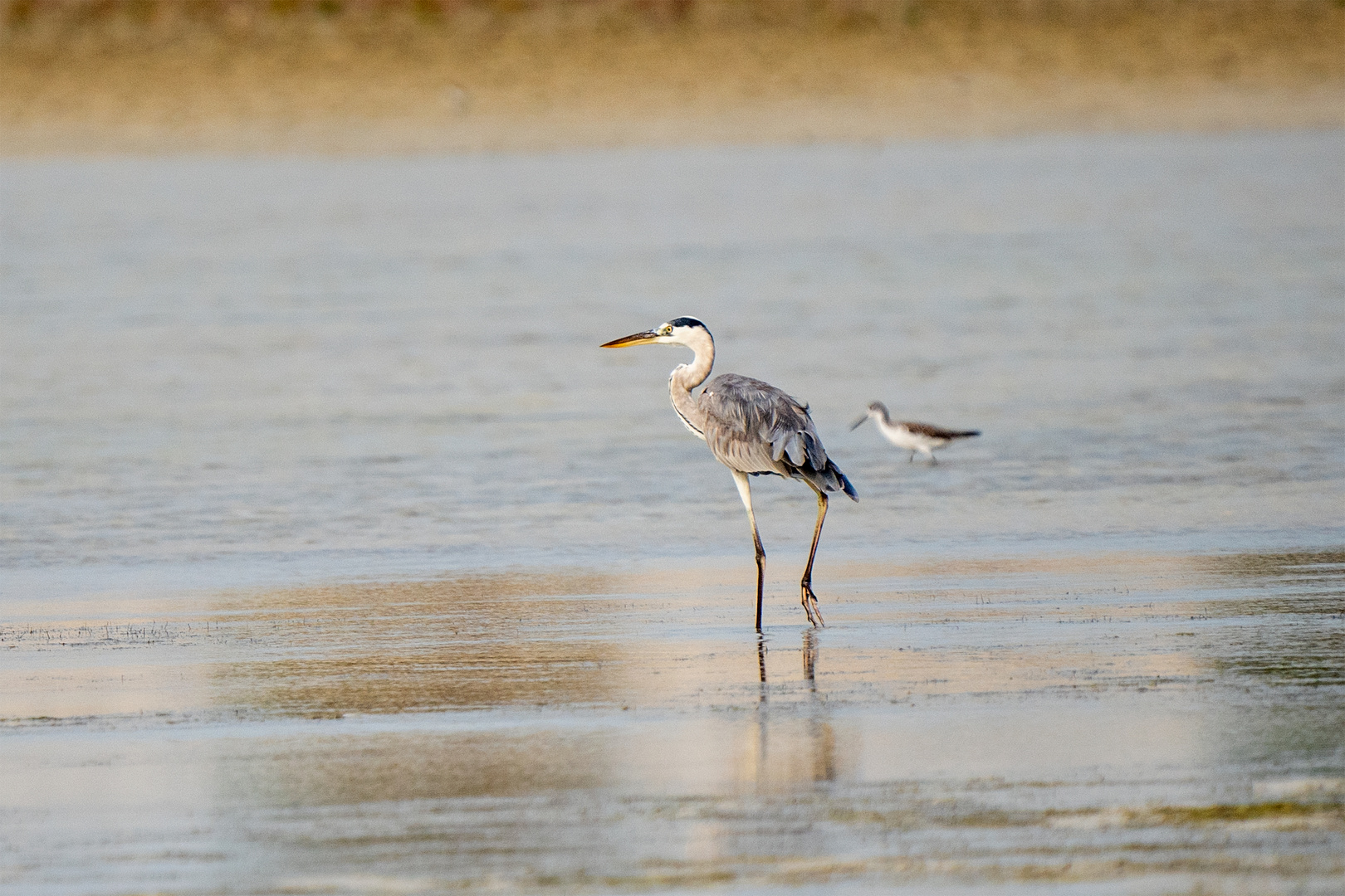 Grey heron