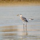 Grey heron