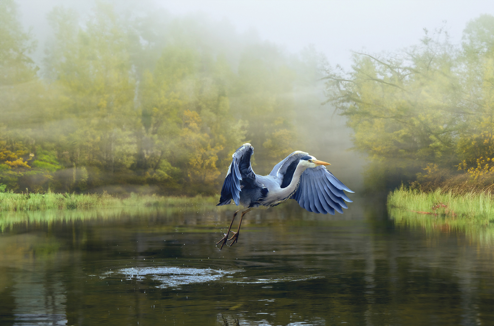 Grey Heron 