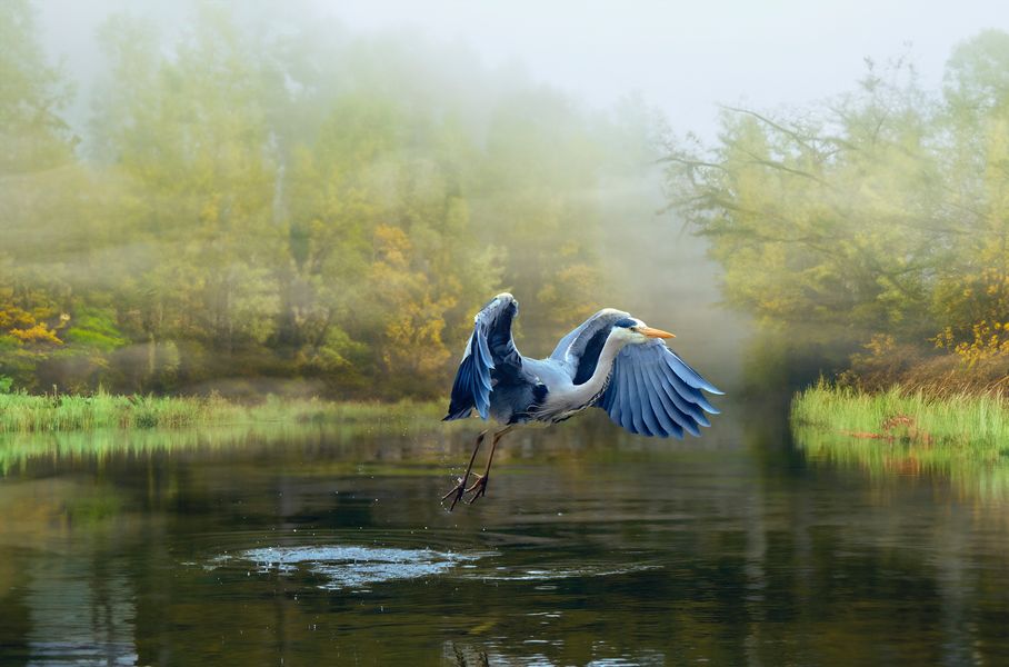 Grey Heron 