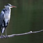 Grey Heron