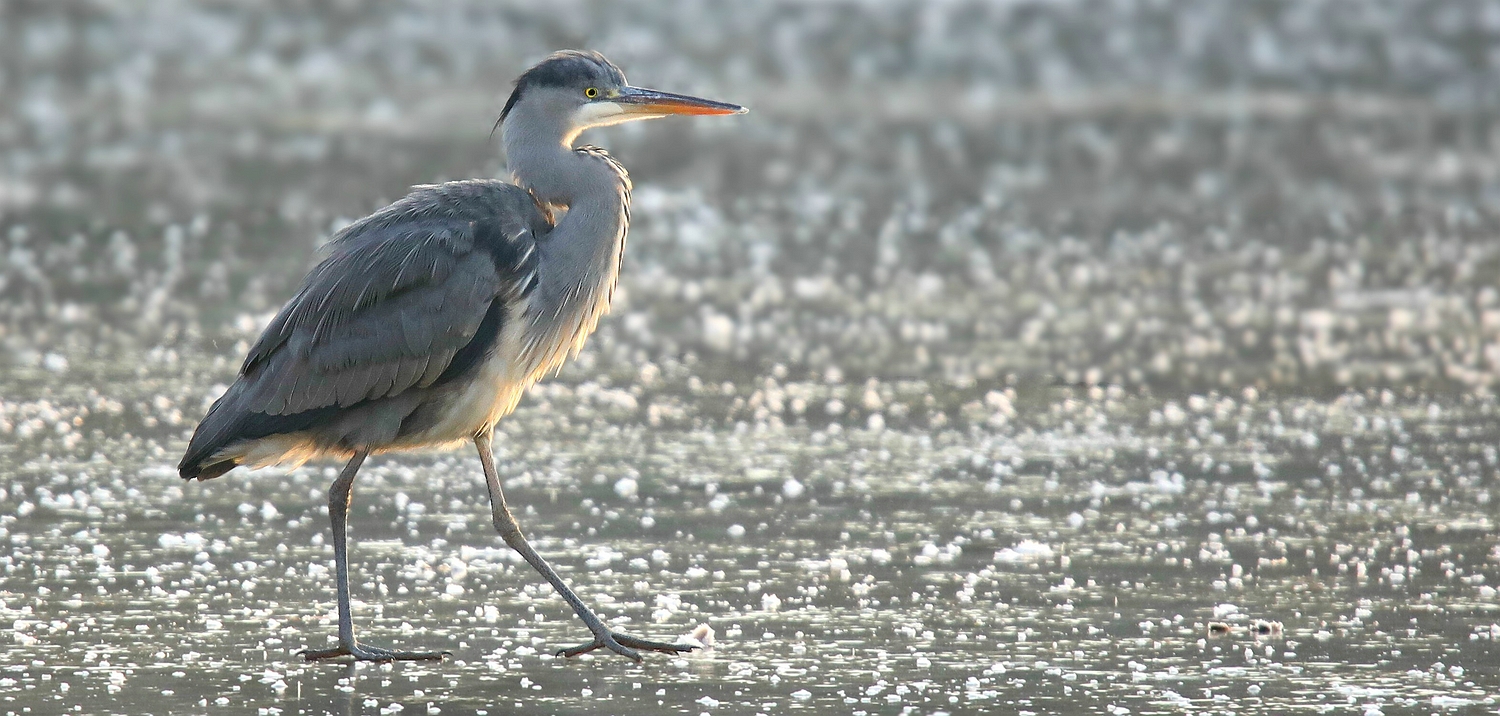 Grey Heron