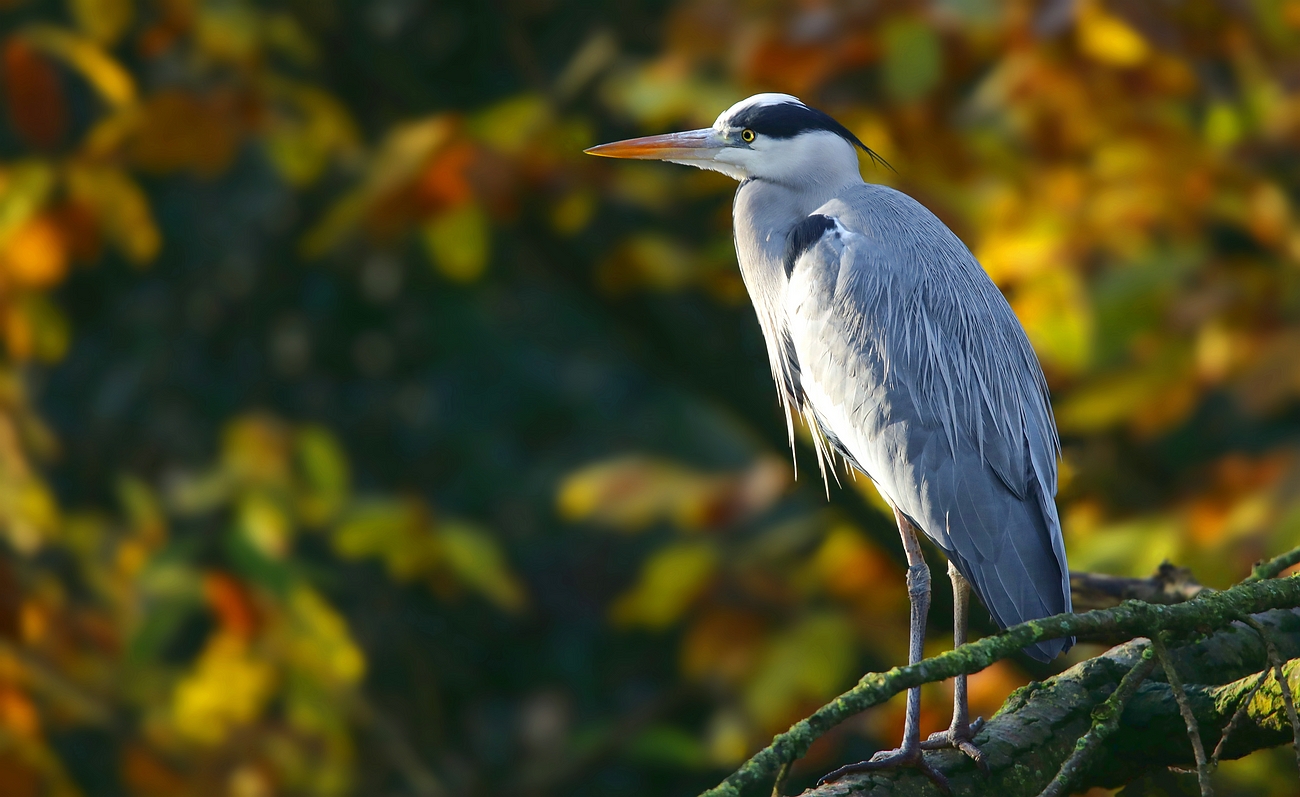 Grey Heron 