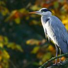 Grey Heron 