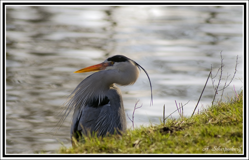 Grey Heron