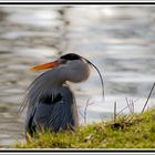 Grey Heron