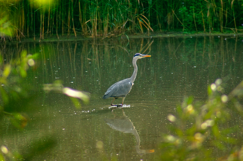 Grey heron