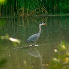 Grey heron