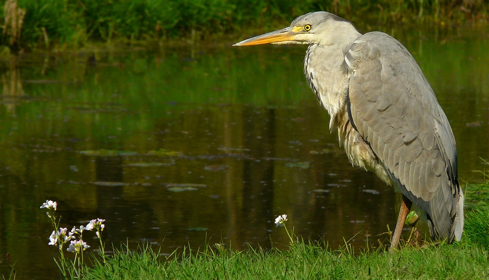 Grey Heron