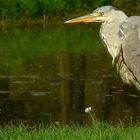 Grey Heron