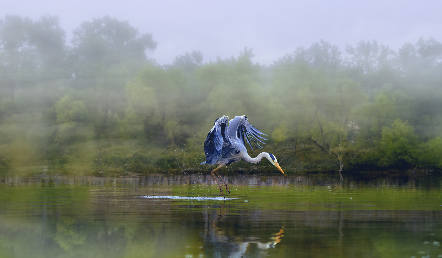 Grey Heron 