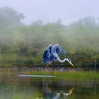 Grey Heron 