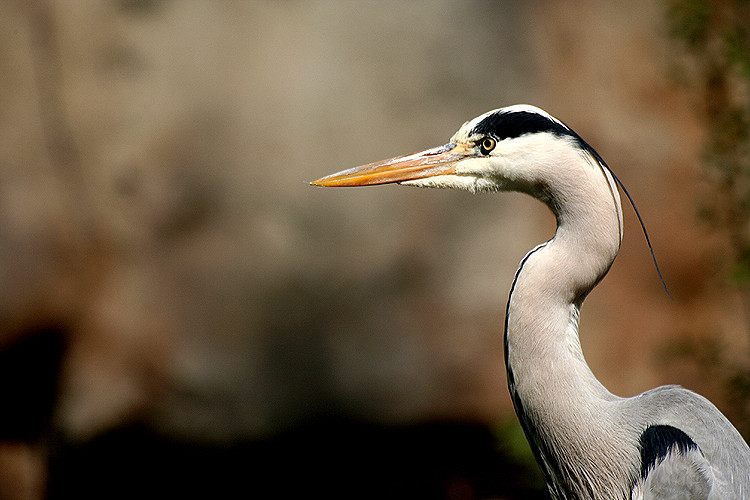 Grey Heron