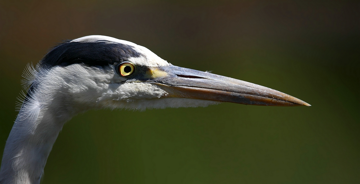 Grey Heron