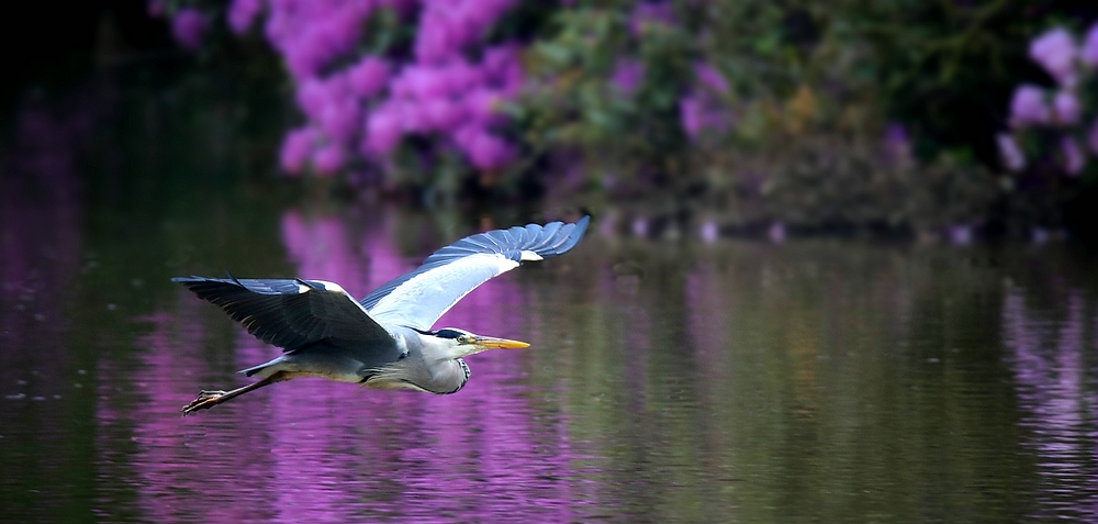 Grey Heron