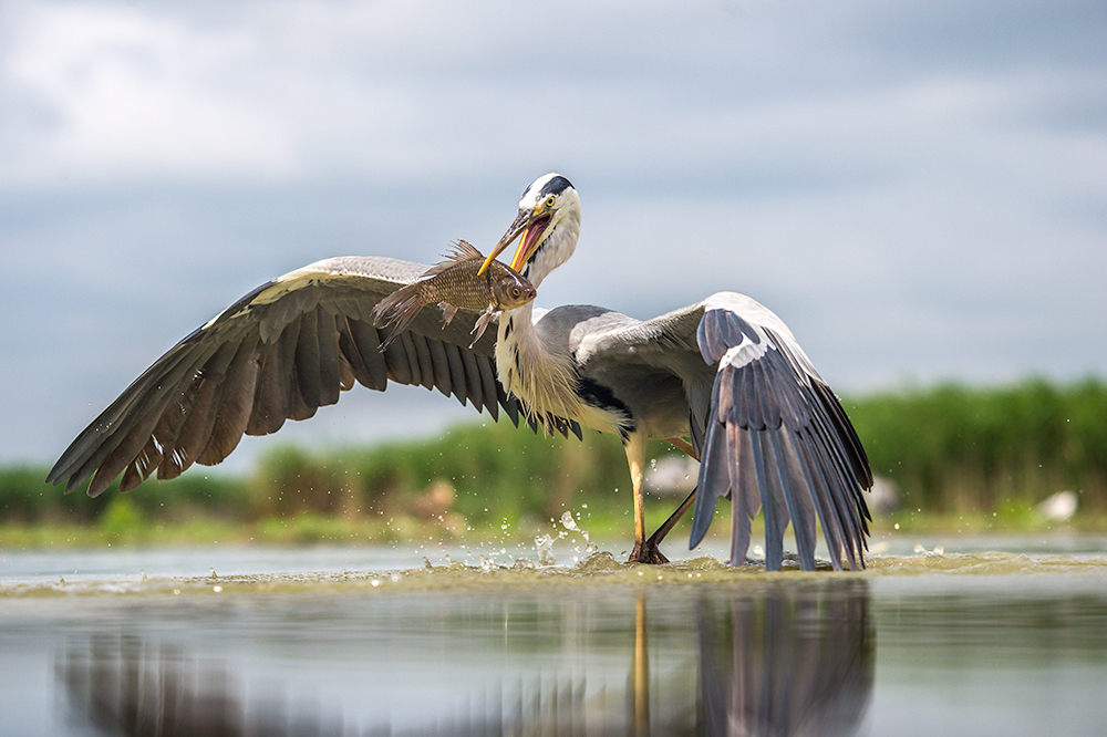 Grey Heron....