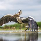 Grey Heron....