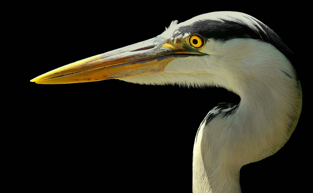 Grey Heron