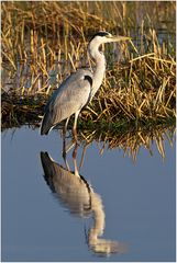 [ Grey Heron ]