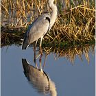 [ Grey Heron ]