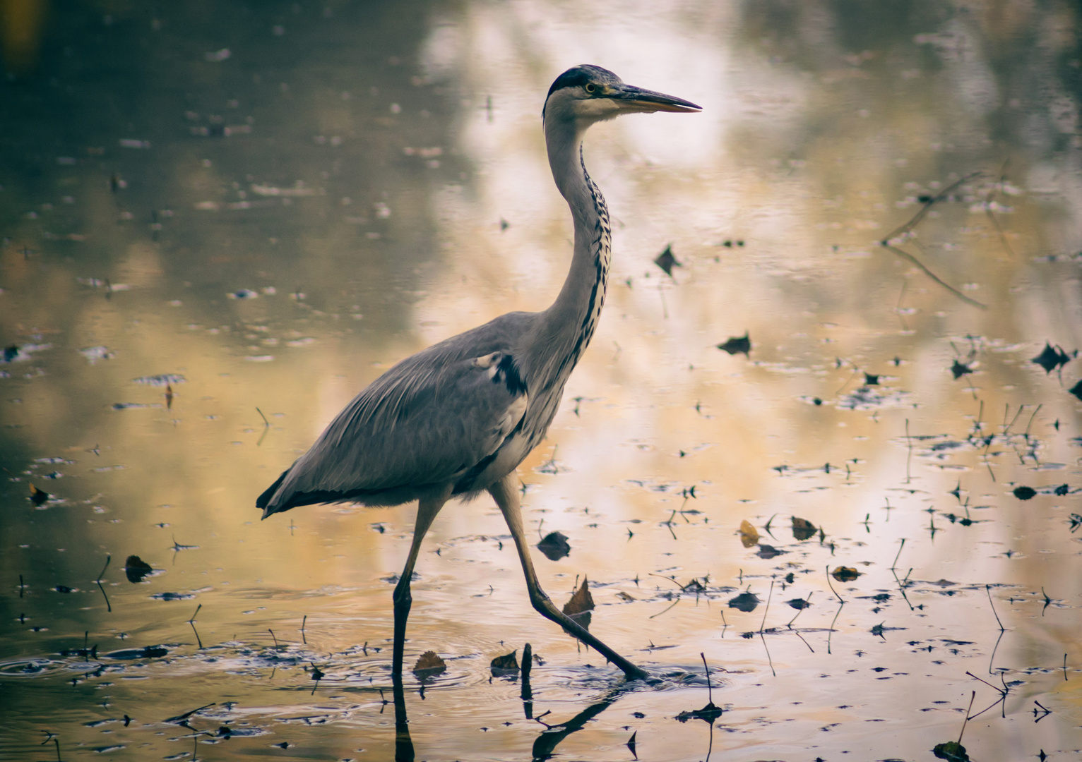 Grey Heron 