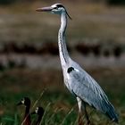 Grey Heron and Pygmy Geese