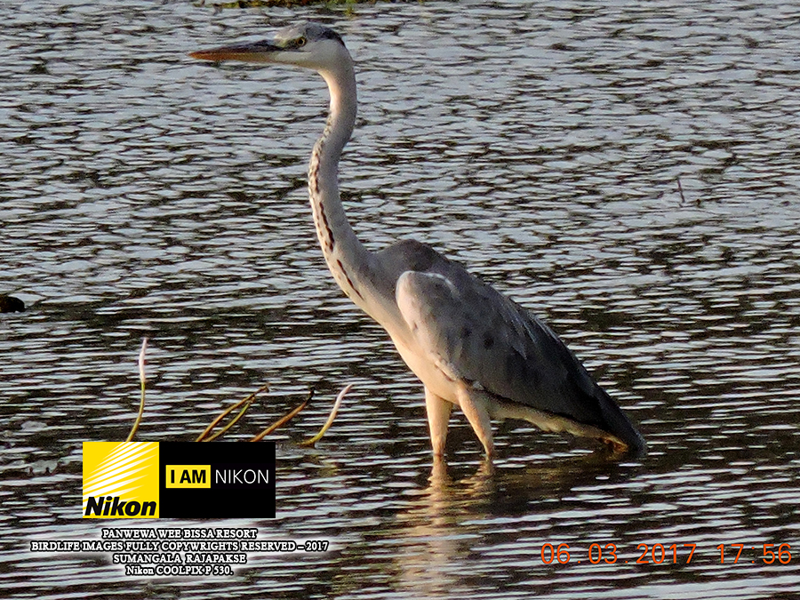 Grey Heron ( Ardea cinerea).