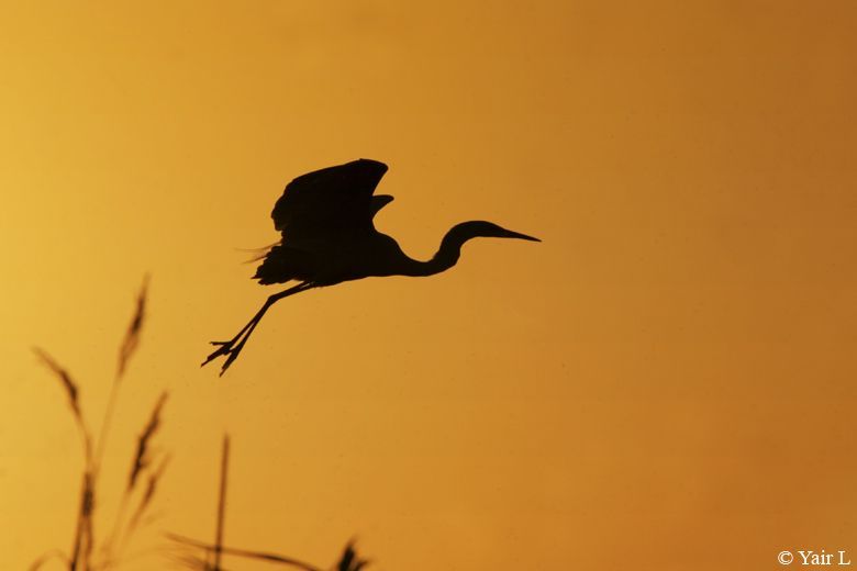 Grey Heron at sunset 2