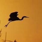 Grey Heron at sunset 2