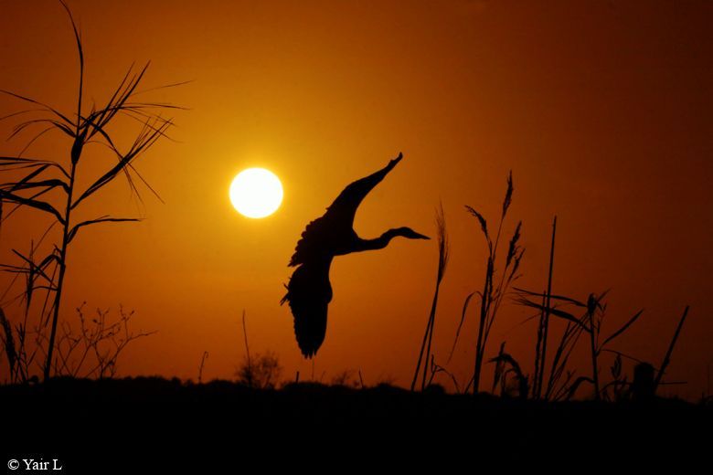 Grey Heron at sunset