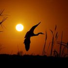 Grey Heron at sunset