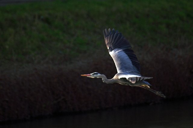 Grey Heron