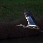 Grey Heron