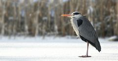 Grey Heron