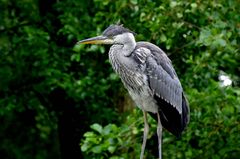 Grey Heron