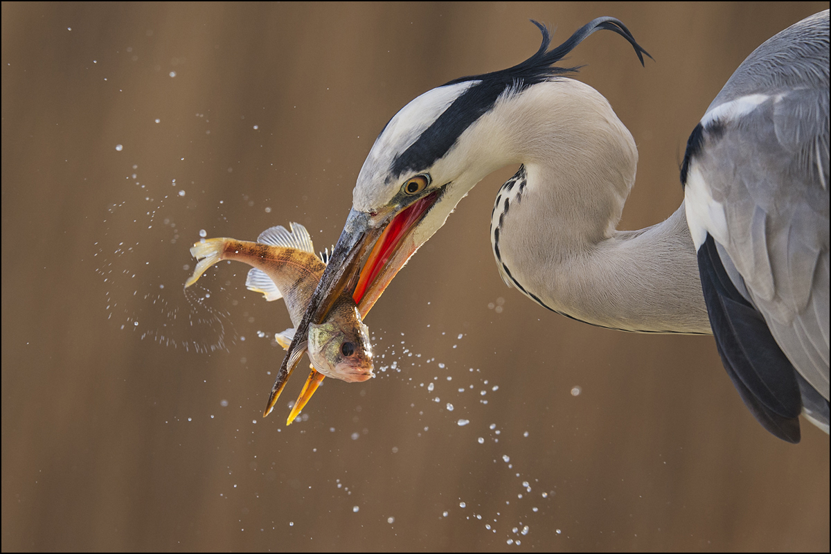 Grey Heron