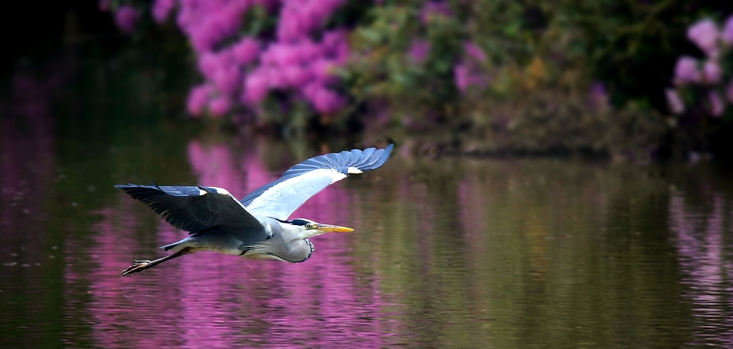 Grey Heron 