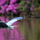 Grey Heron 