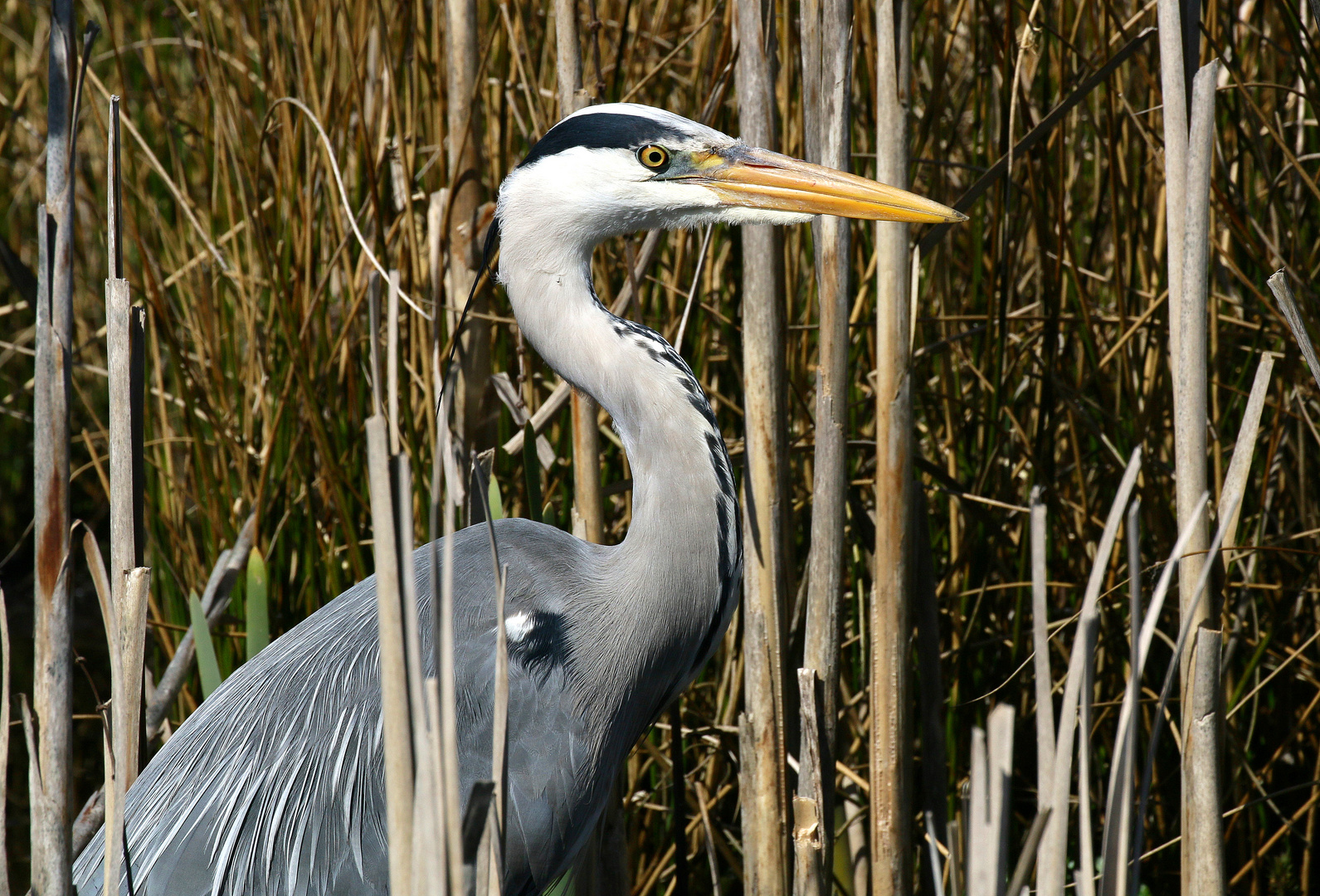 Grey Heron.