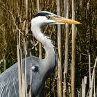 Grey Heron.