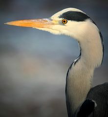 Grey Heron